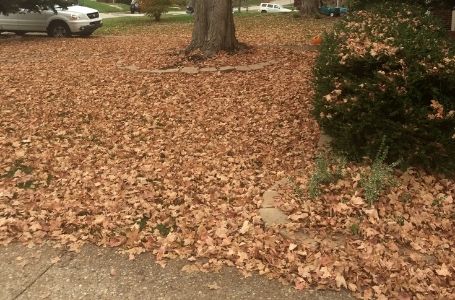 A large residential lot covered in fallen leaves before a leaf removal service. 