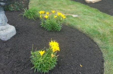 A small landscape bed filled with fresh black mulch and small yellow flowers.