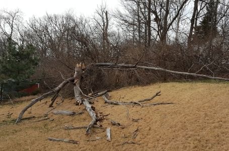 A tree that has been broken in half during a storm before being cleaned up by ELCS.